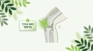 תמונה ראשית